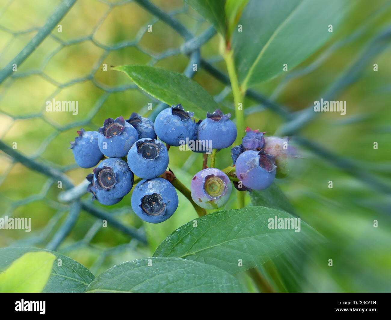 Blueberries, Blueberry Plant Stock Photo