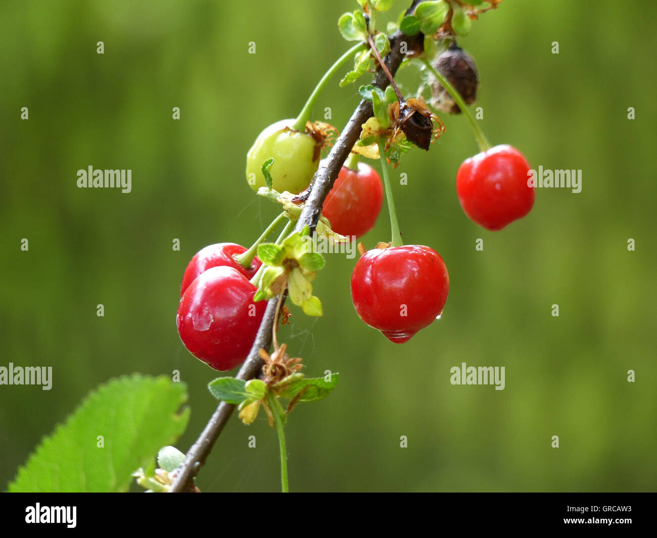 Sour Cherries With Drops Of Water On The Branch, After A Rain Stock Photo