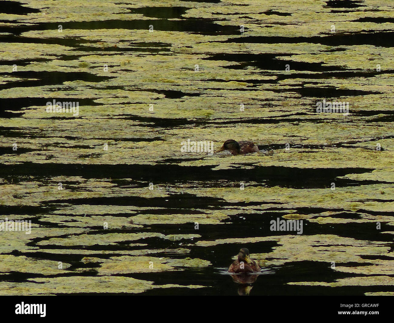 Algen Ergeben Ein Abstraktes Muster Auf Einem See, Und Mittendrin Zwei Enten, At Eiswoog Near Ramsen Stock Photo