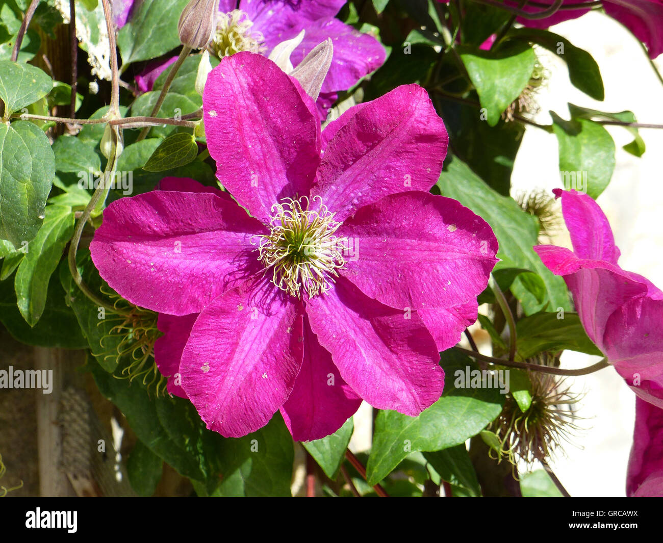 Clematis, Pink Flowering Stock Photo Alamy