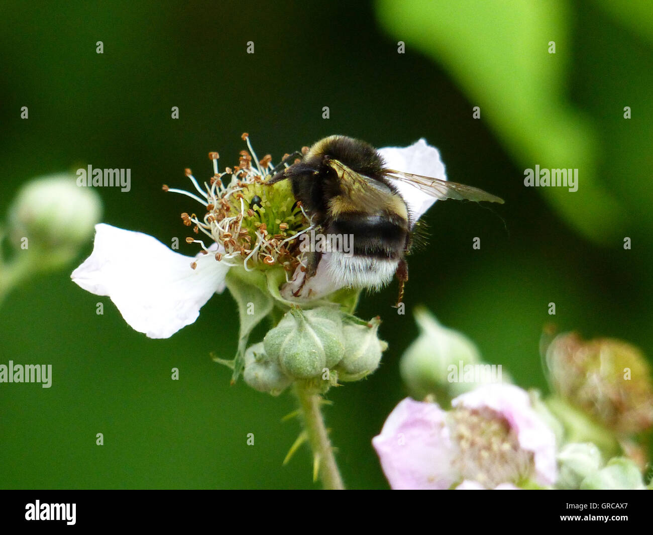 Bumblebee At Blackberry Flower Stock Photo