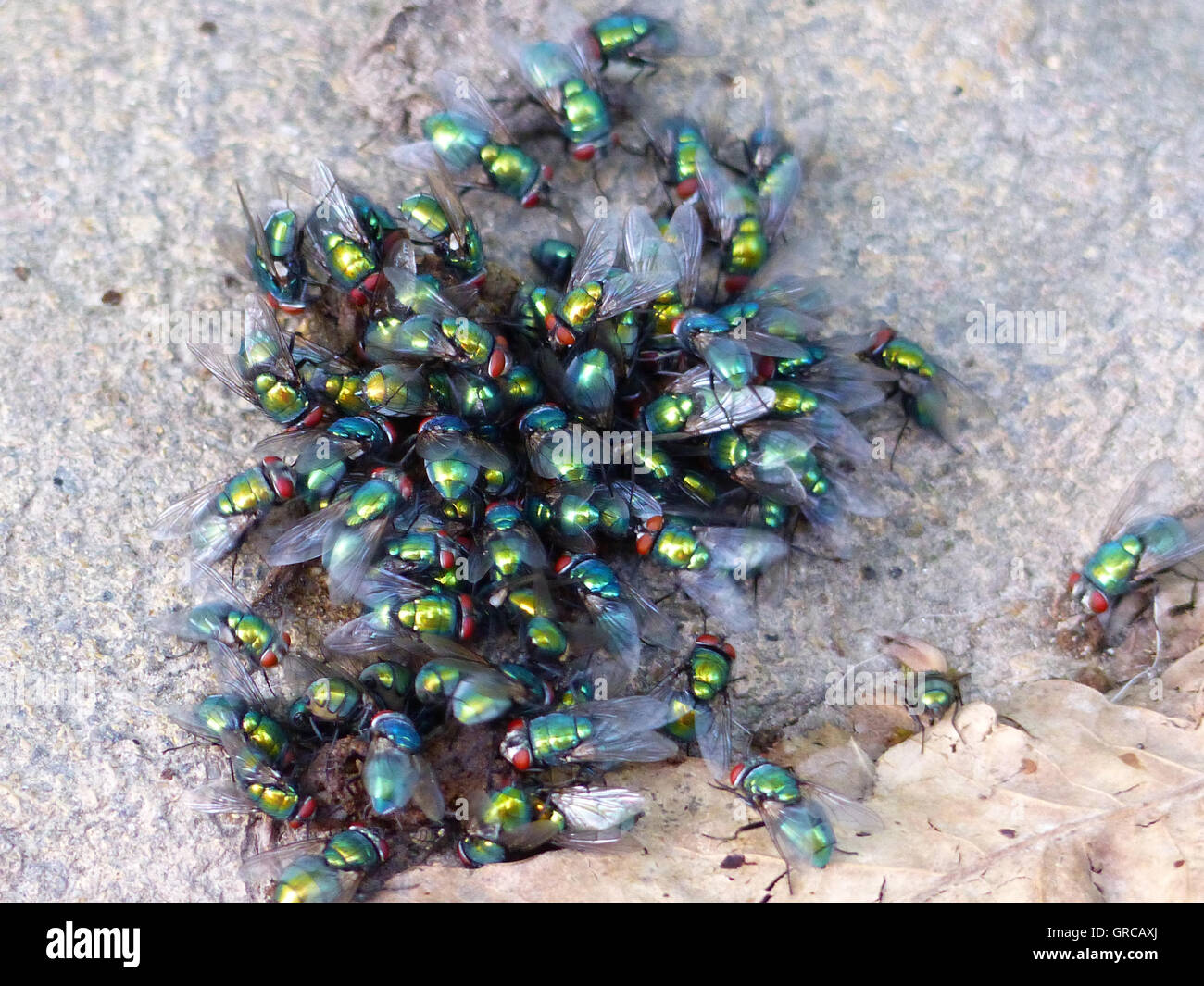 Blowflies, Gold Flies Stock Photo