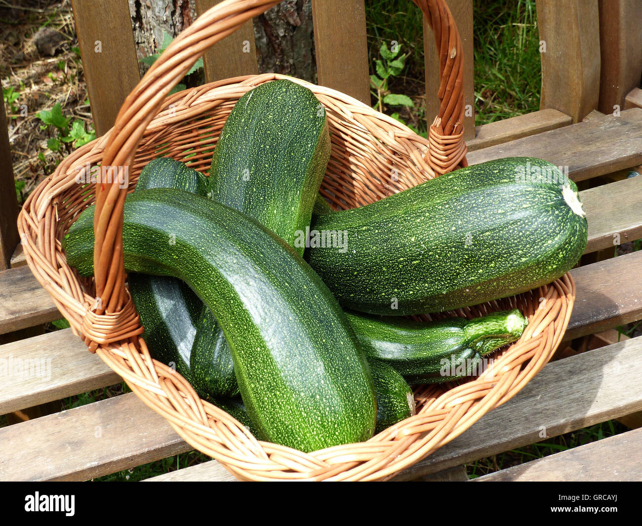 Zucchini In Vegetable Basket Stock Photo Alamy
