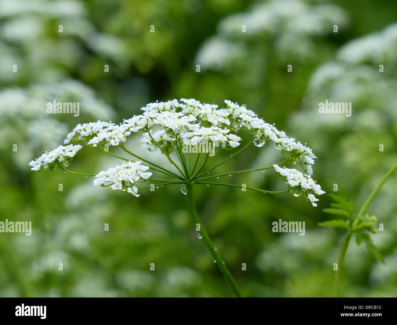 White Umbellifer, Fool S Parsley, Very Highly Poisonous Stock Photo - Alamy