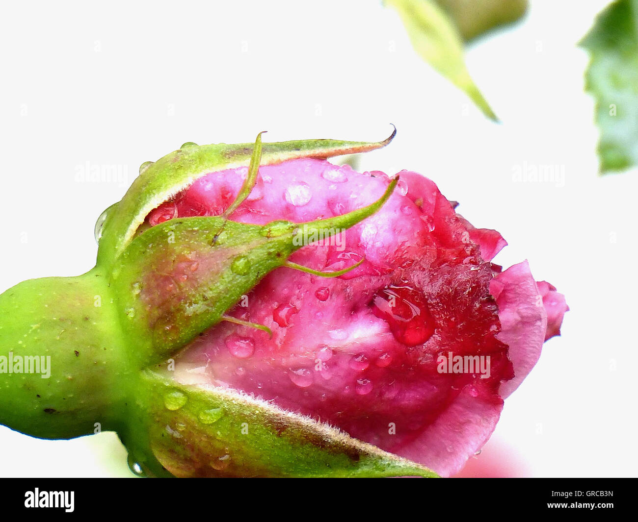 Rose Bud With Water Drops Stock Photo Alamy