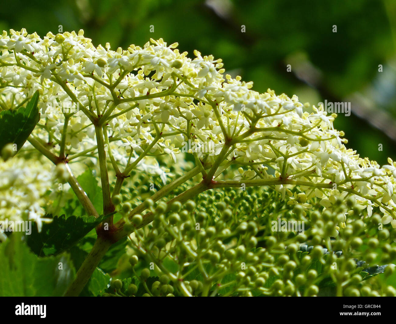 Elderflower, Flower Umbels Stock Photo