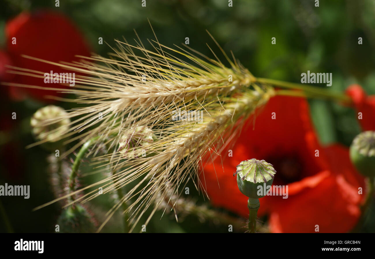 Poppies And Ears Of Corn In Front Of Green Background Stock Photo