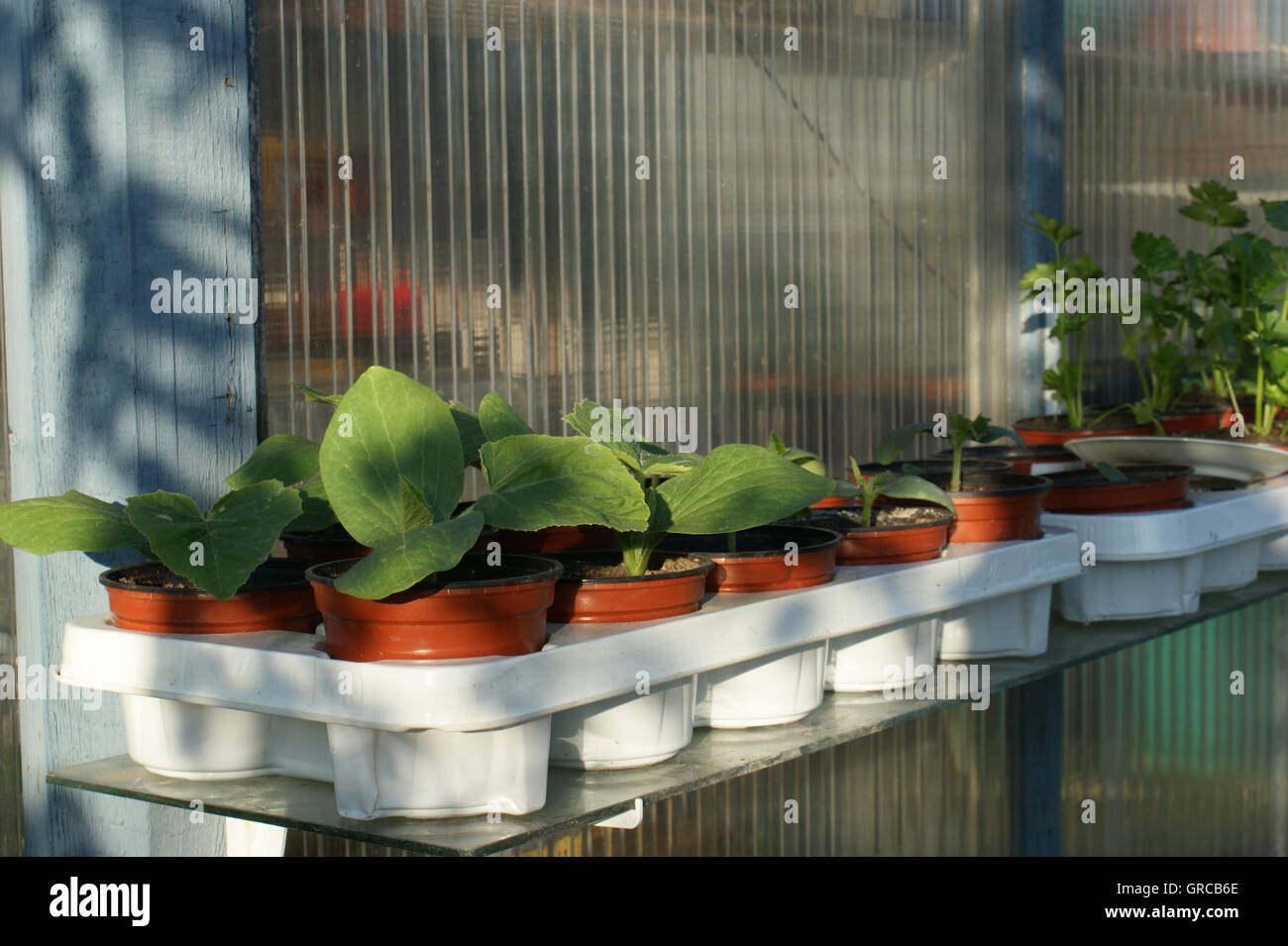 Plants, Pumpkin Plants In Pots In Front Of Greenhouse Stock Photo
