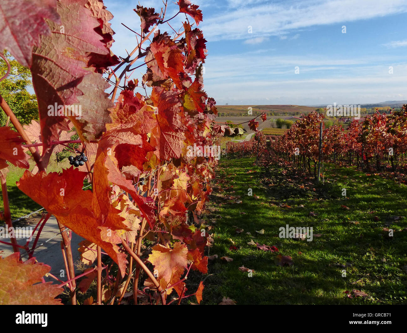 Winegrowing Area Rhinehesse, Alzey District In Autumn, Rhineland Palatinate, Germany Stock Photo