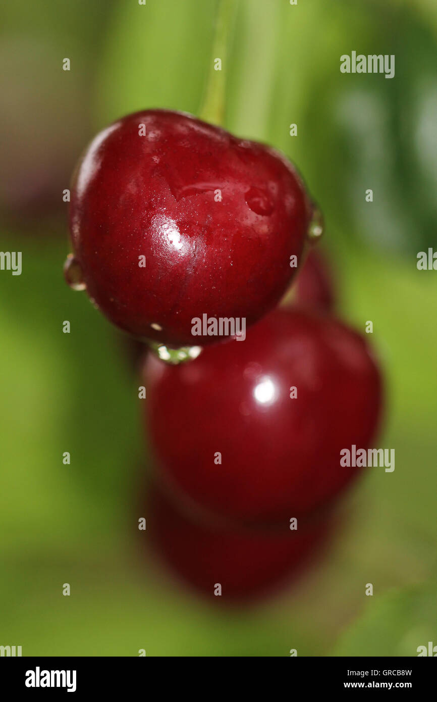 Ripe Cherries With Waterdrops Hanging On A Tree Stock Photo