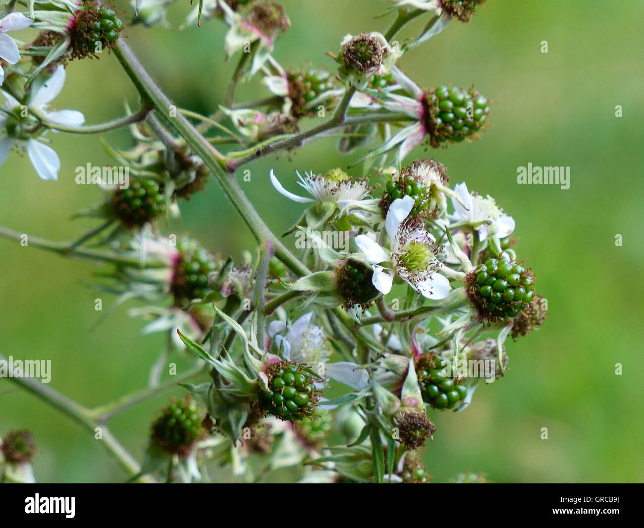 Bramble Bush With Green Unripe Berries And Blossoms Stock Photo