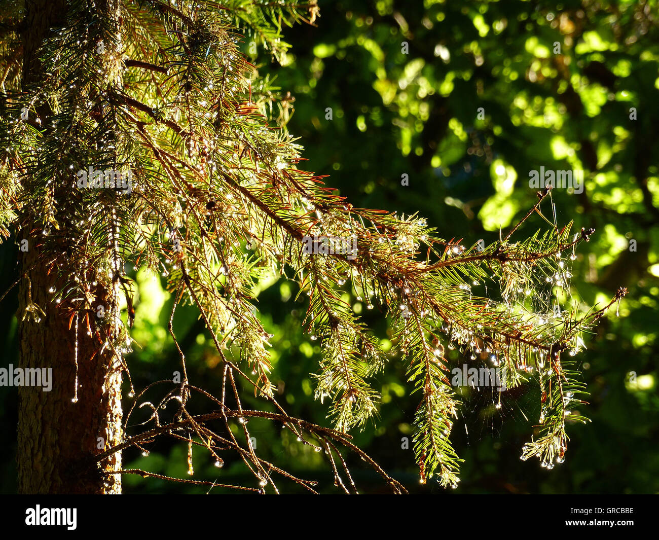 Spruce Branch With Glistening Dewdrops Stock Photo