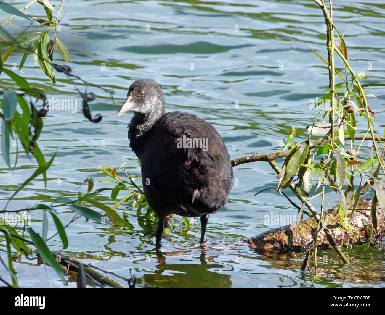 Rail Bird Standing In Shallow Water Of A Pond Stock Photo