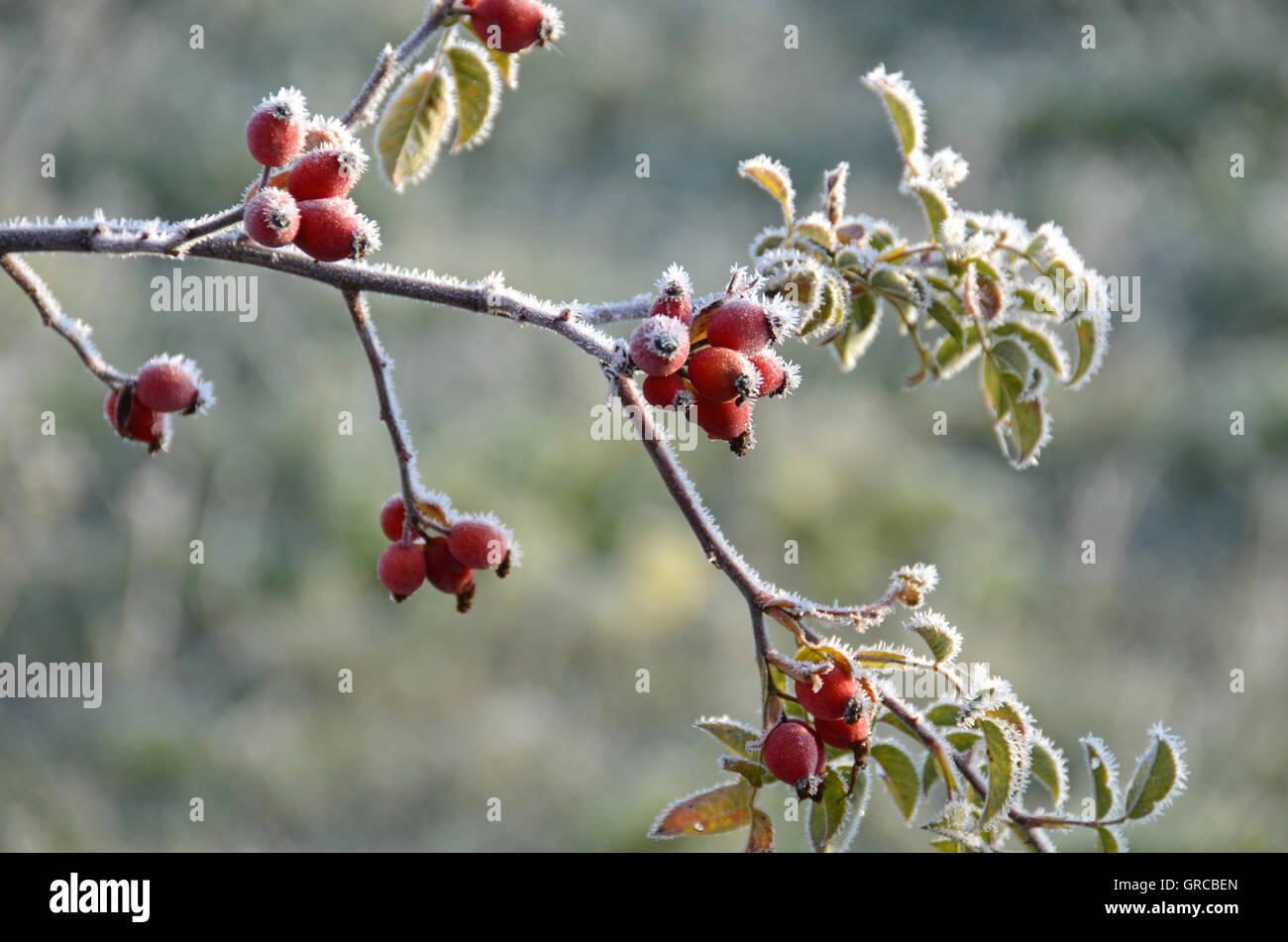 Dog hoar frost hi-res stock photography and images - Alamy