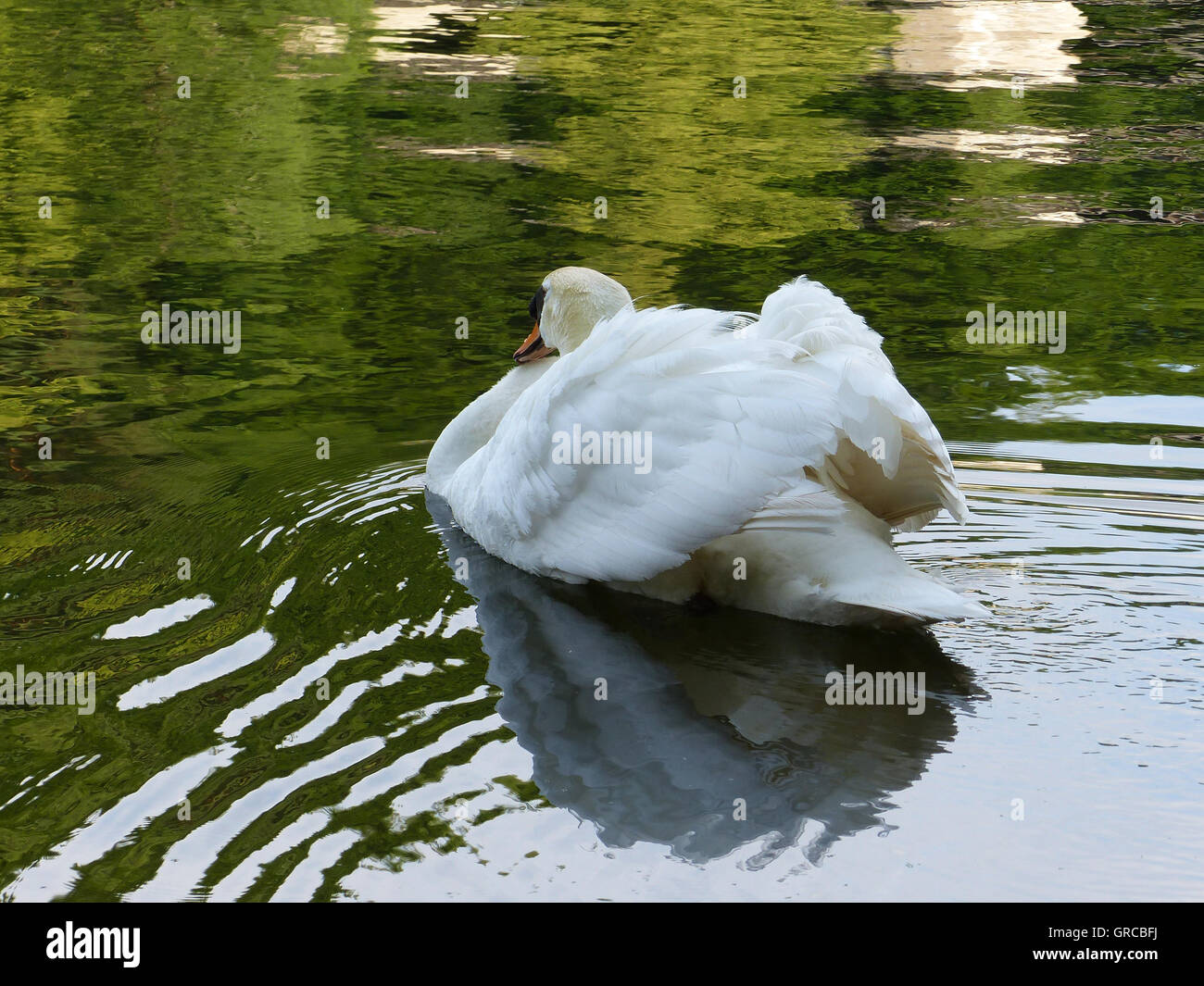 Swan Fluffs Up Its Feathers And Swims Stock Photo