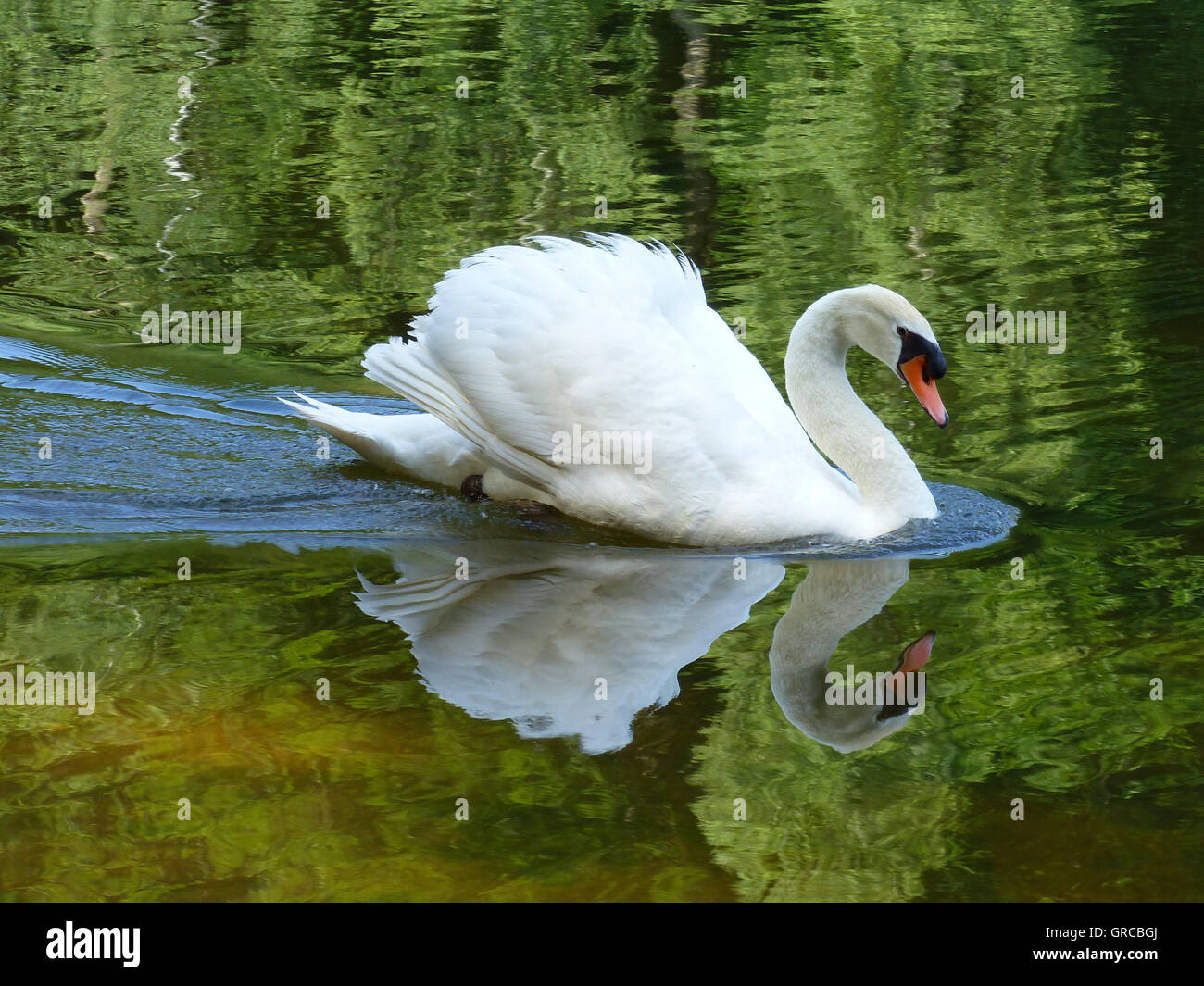 Swan Swimming On Biotope, Eiswoog Stock Photo