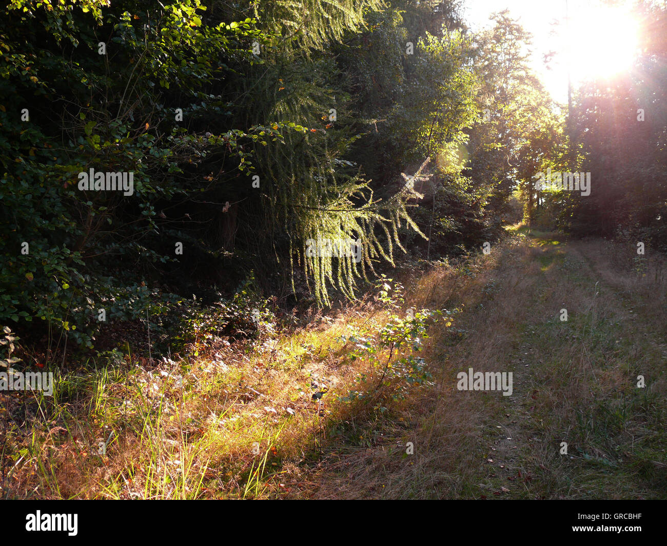 Sunlit grasses hi-res stock photography and images - Alamy