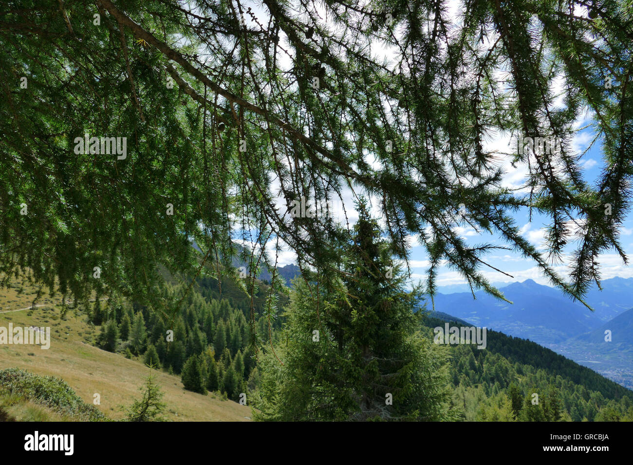 Larch In The Dolomite Alps Stock Photo