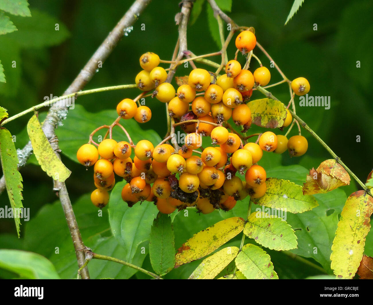 Rowan Tree, Rowan Berries Stock Photo Alamy