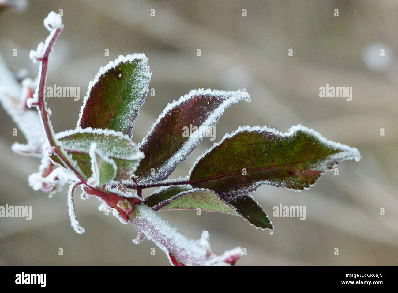 Twig With Leaves Coated By Hoarfrost Stock Photo