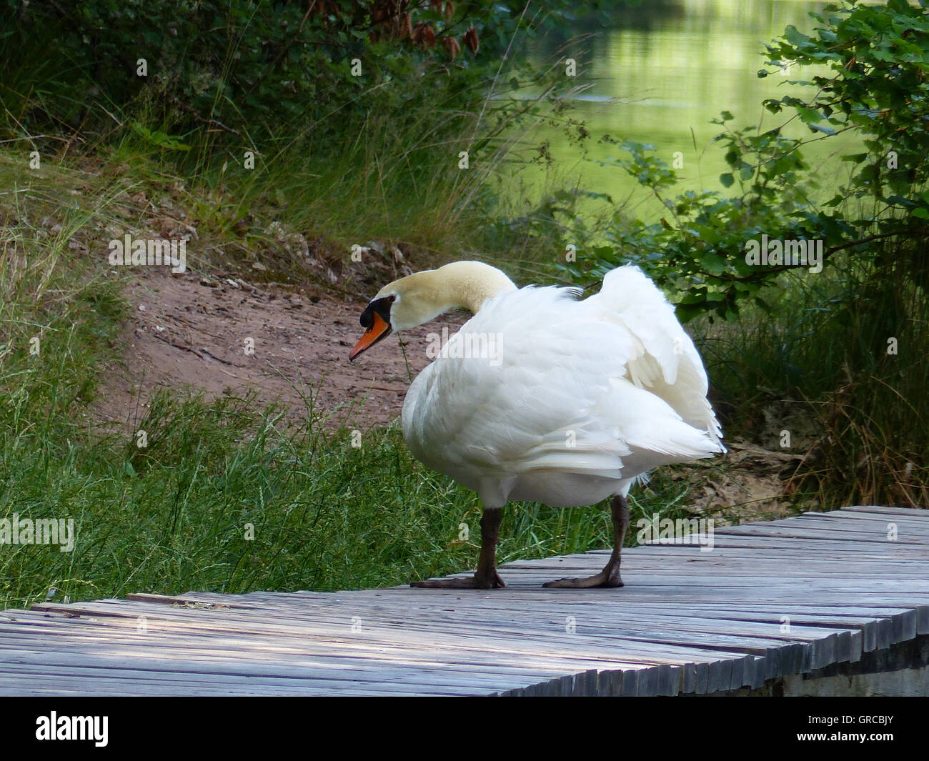 Swan on land hires stock photography and images Alamy