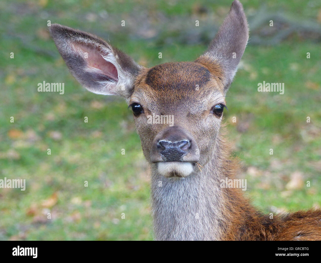 Red Deer Calf, Portrait Stock Photo