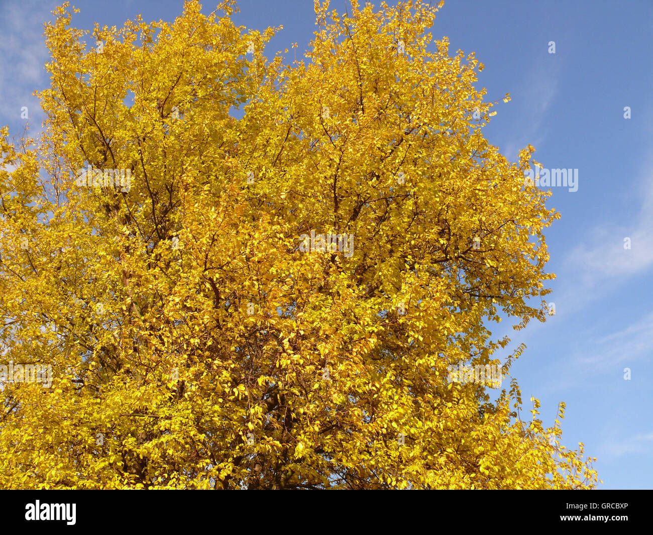 Golden October, Tree With Yellow Autumn Leaves Stock Photo - Alamy