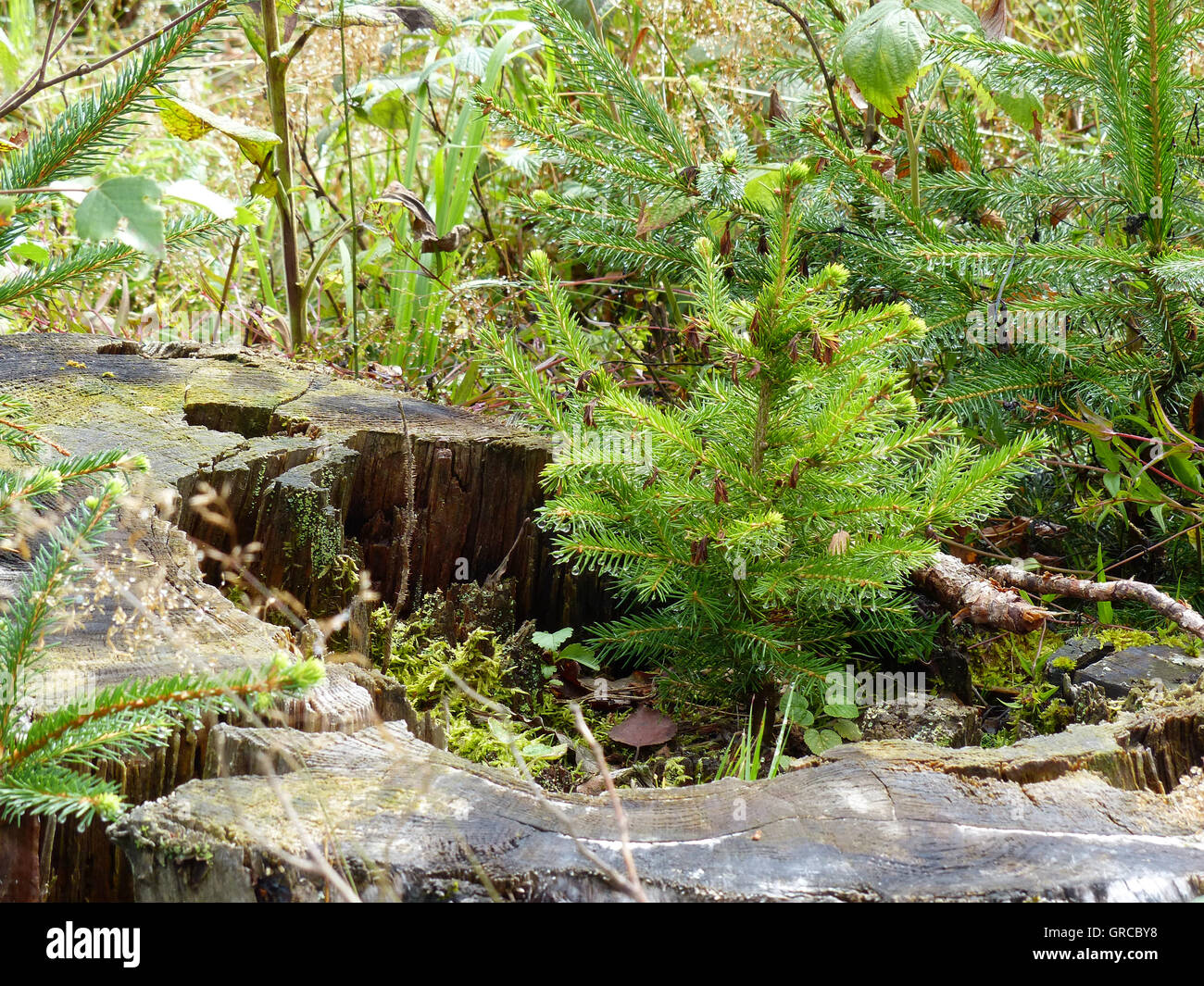 Young Spruce Grows From A Rotting Tree Stump Stock Photo Alamy