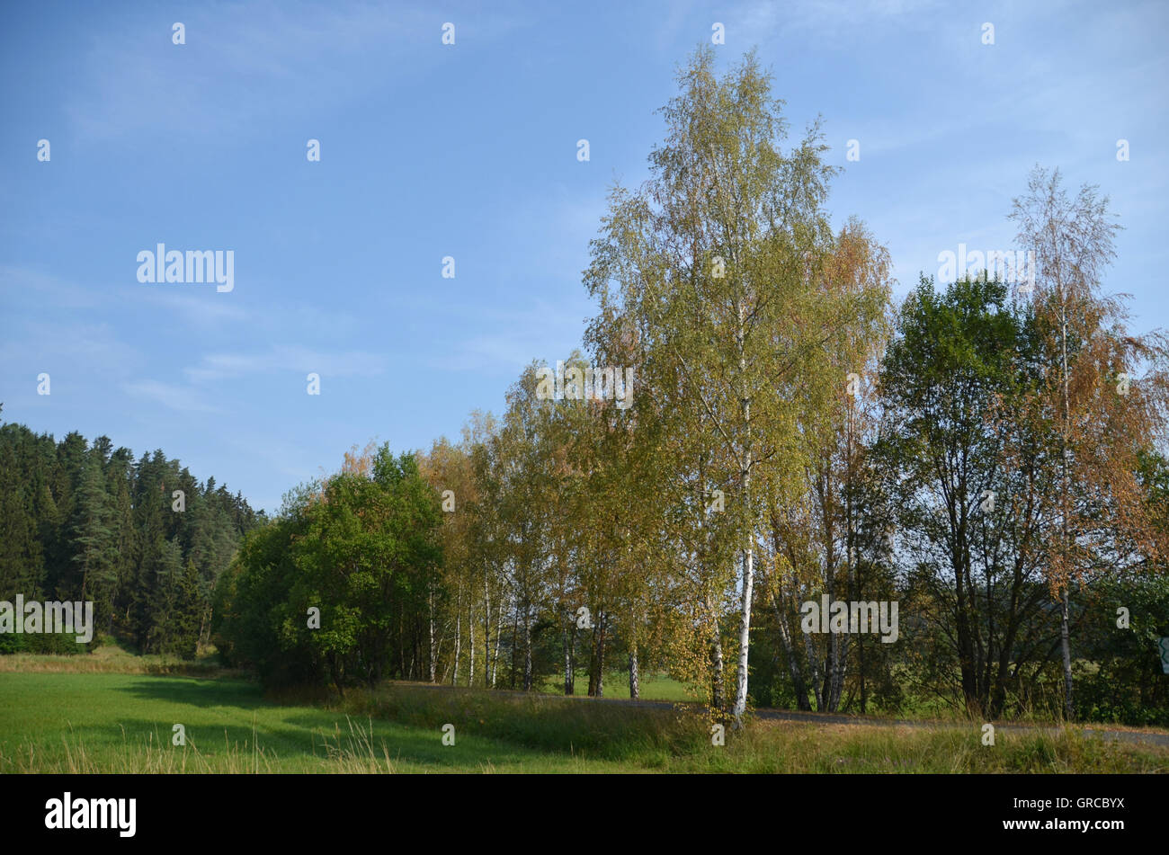 Landscape In Franconia, Fall Foliage In Midsummer Because Of Long Lasting Drought In Summer 2015 Stock Photo