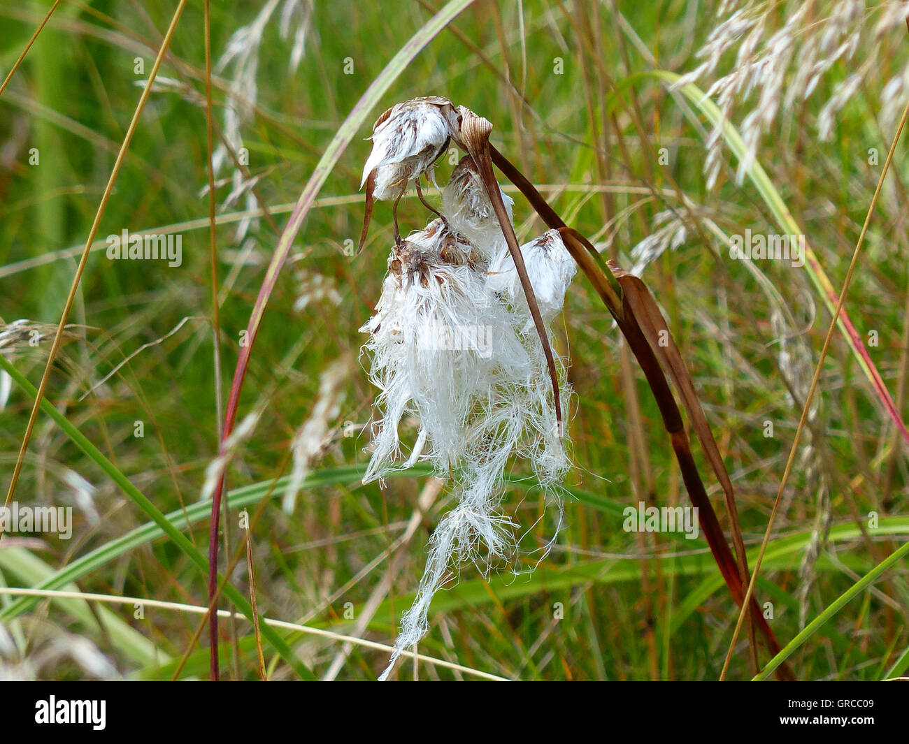 Tussock Cottongrass Eriophorum Vaginatum In Moor Stock Photo