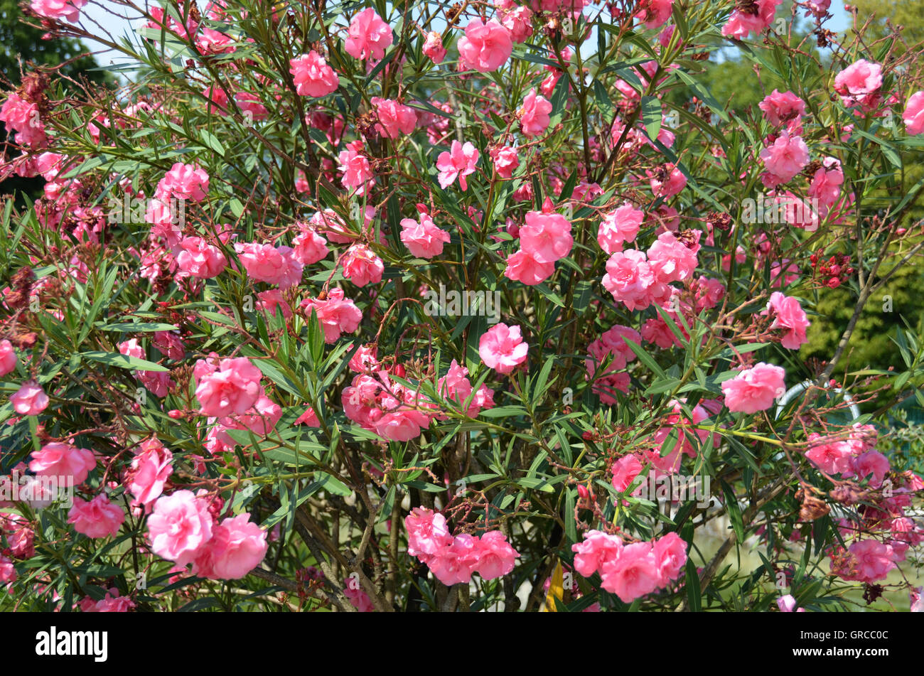 Pink Oleander, Blooming Stock Photo