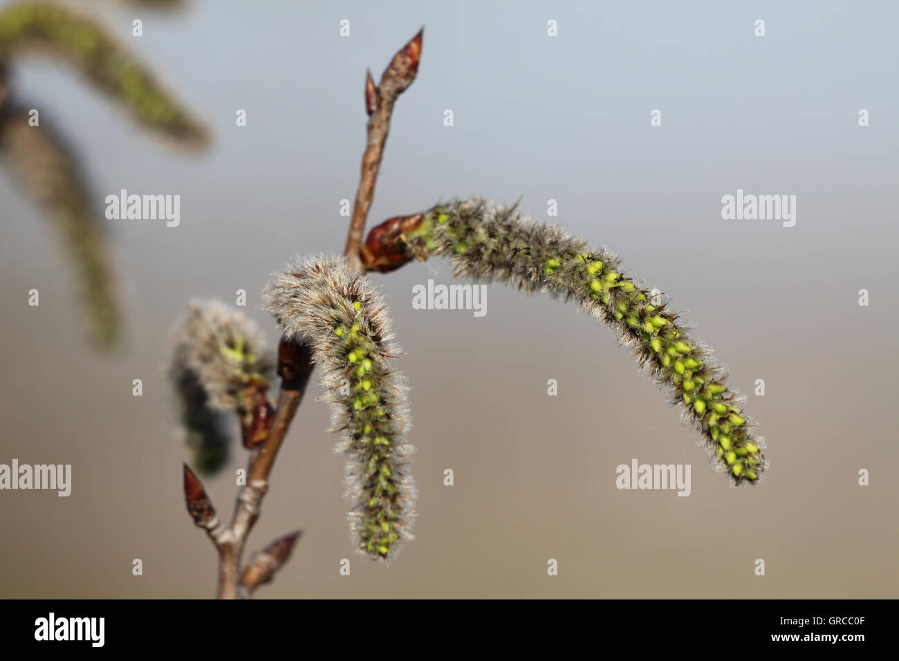 Blooming Willow, Salix Stock Photo