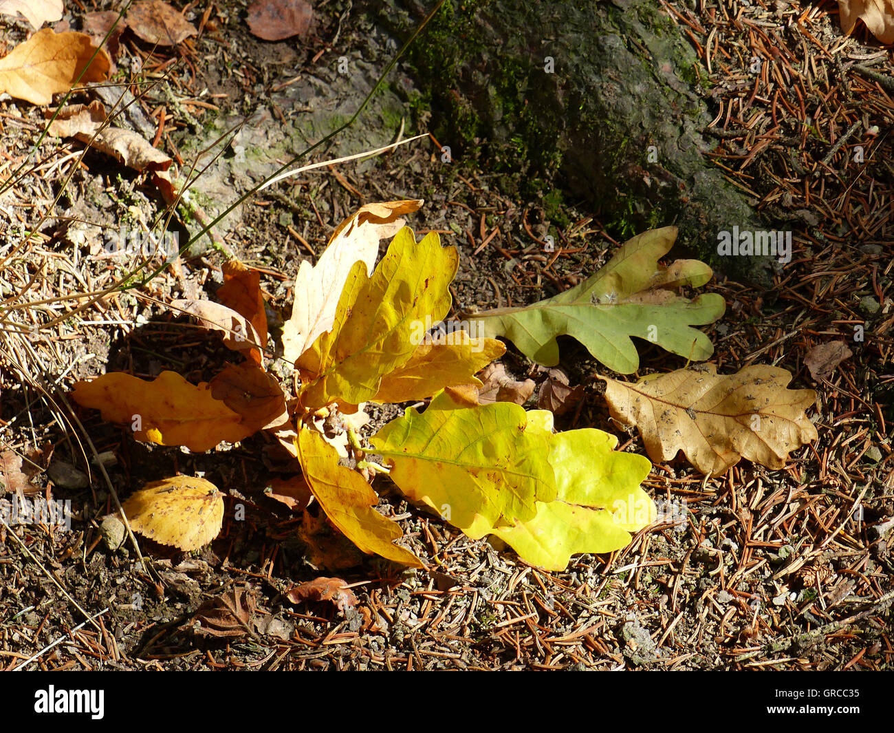 Oak Leaves, Autumn Stock Photo