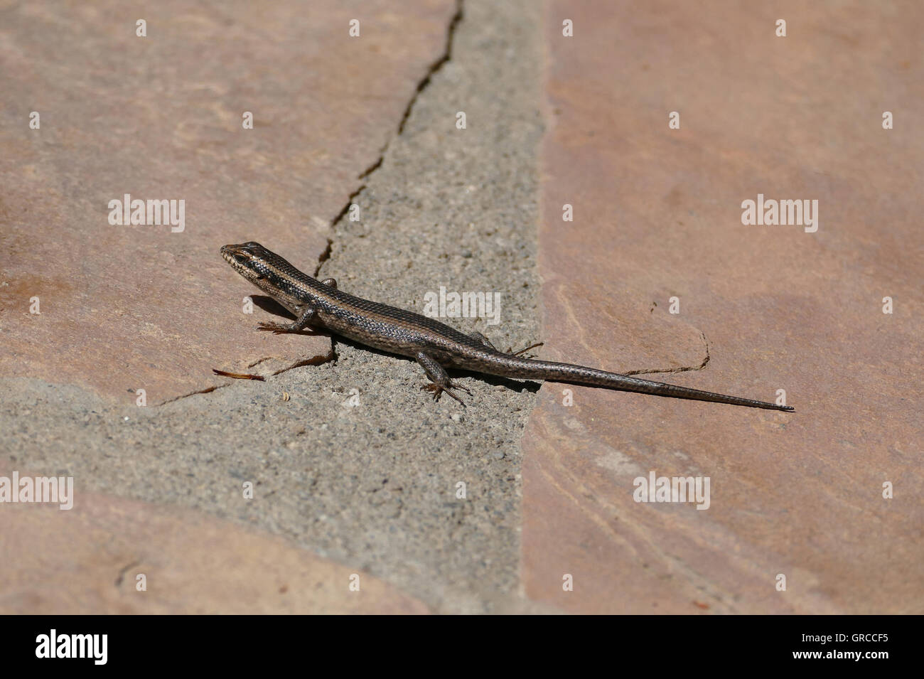 Lizard, Namibia Stock Photo