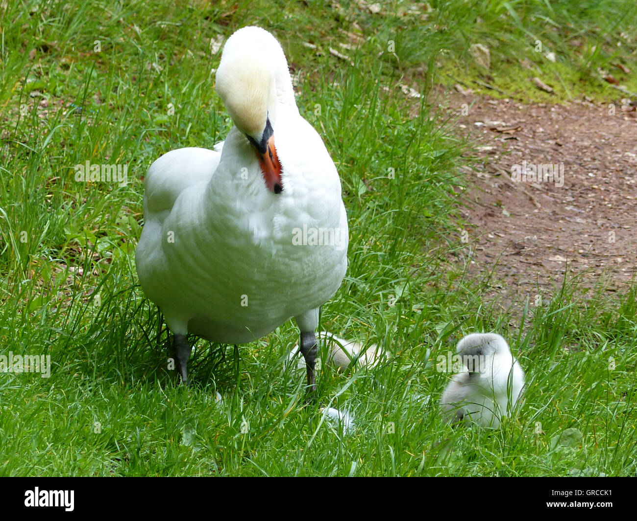 Mama Swan Shows Her Two 1 Week Old Chicks, How The Bodycare Works Stock Photo