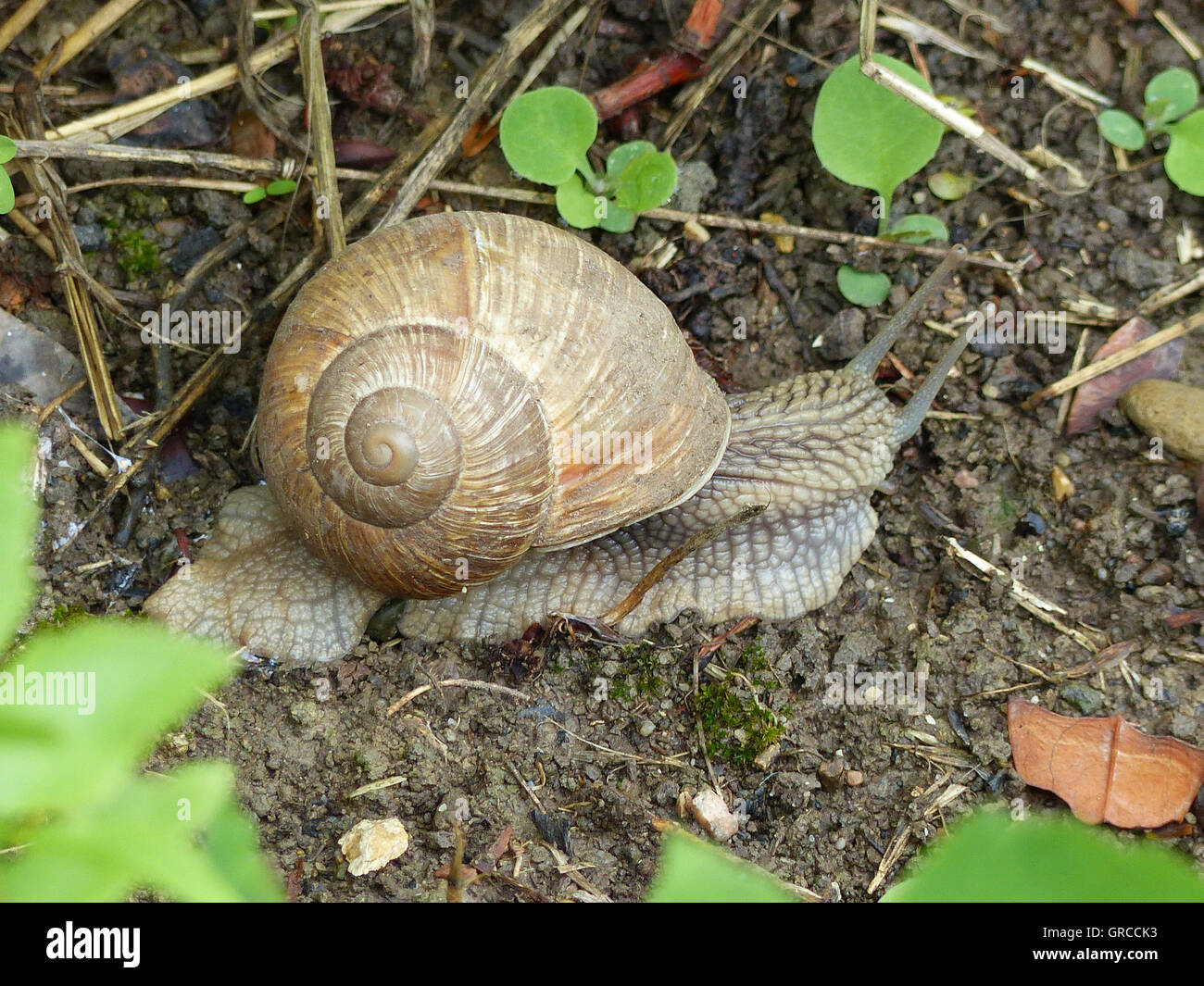 Grapevine Snail, Symbol Snail Mail Stock Photo