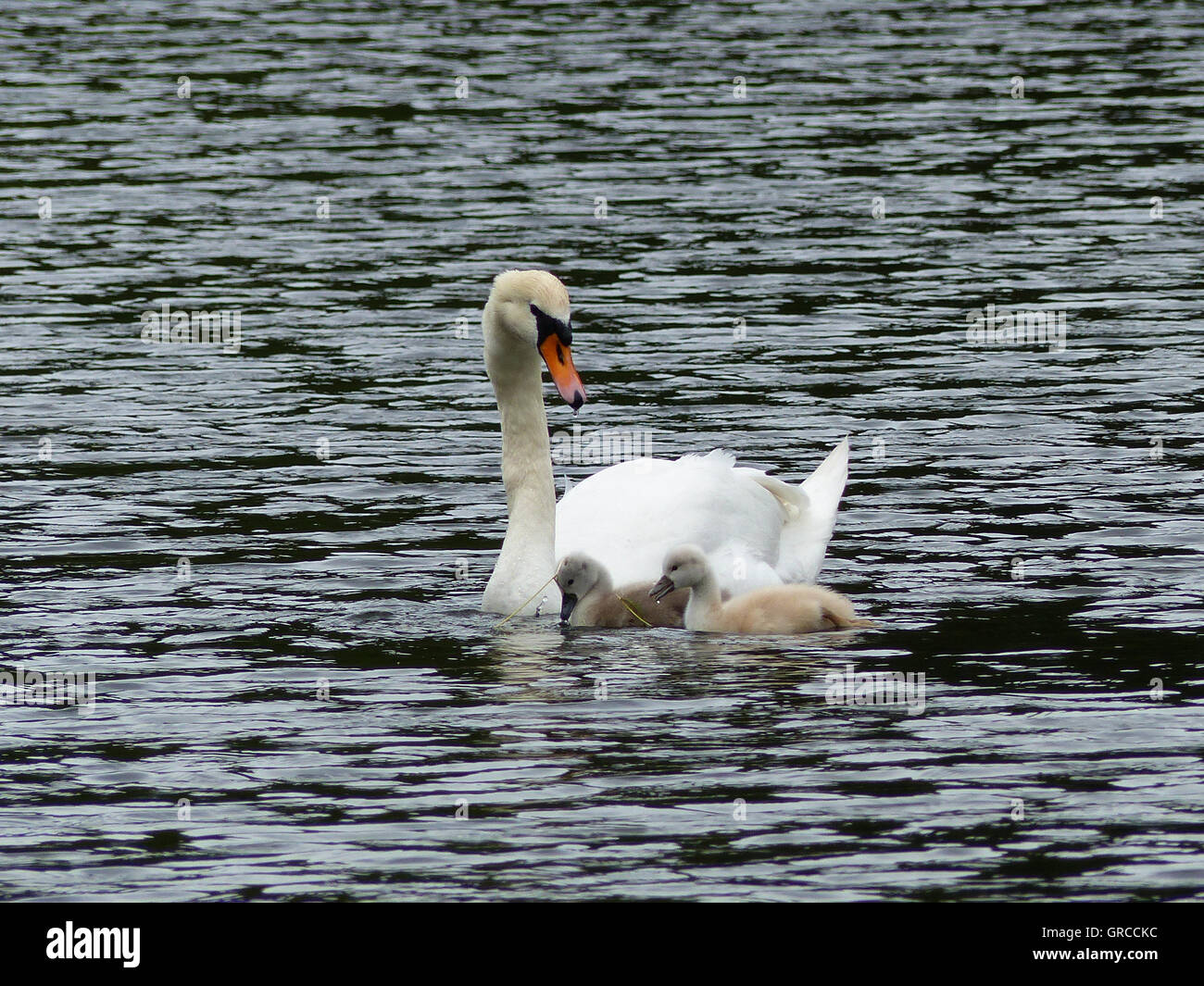 Mama Swan Swimming On The Water Together With Her Two Little Gosling, The Fledglings Are About One Week Old Stock Photo