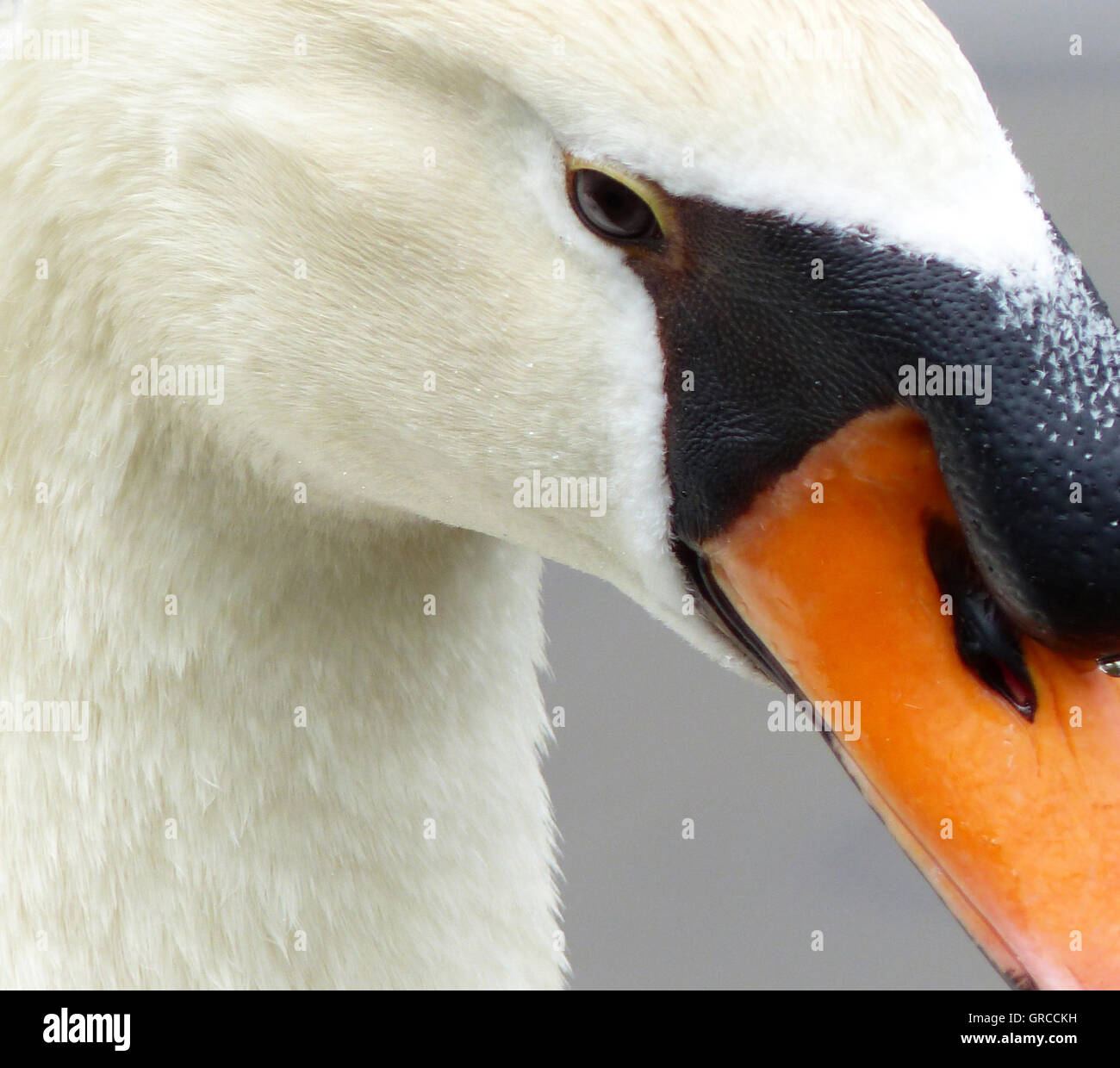 Portrait Of A Mute Swan, Male Swan Stock Photo