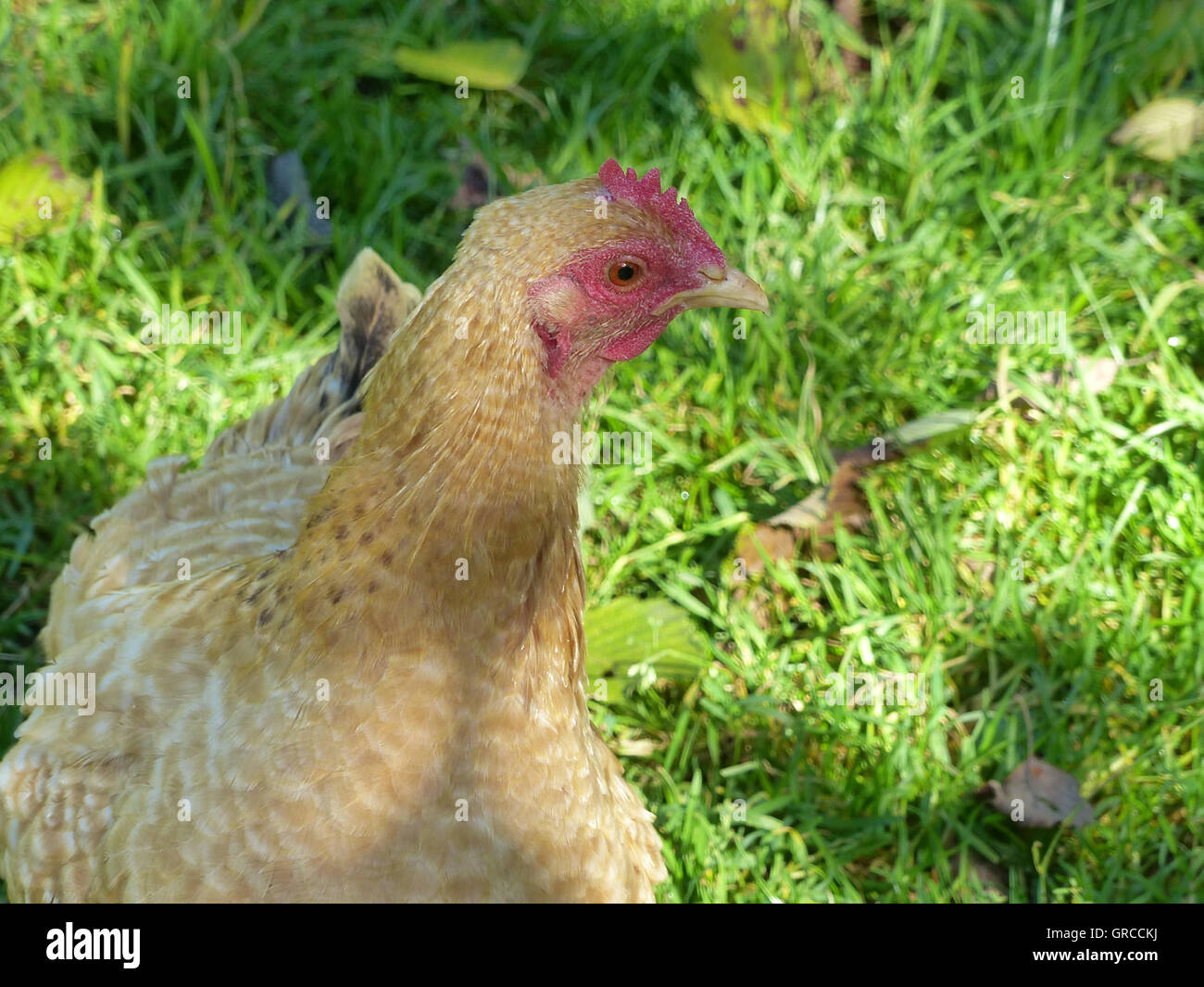 Happy Hen, Freerange Stock Photo