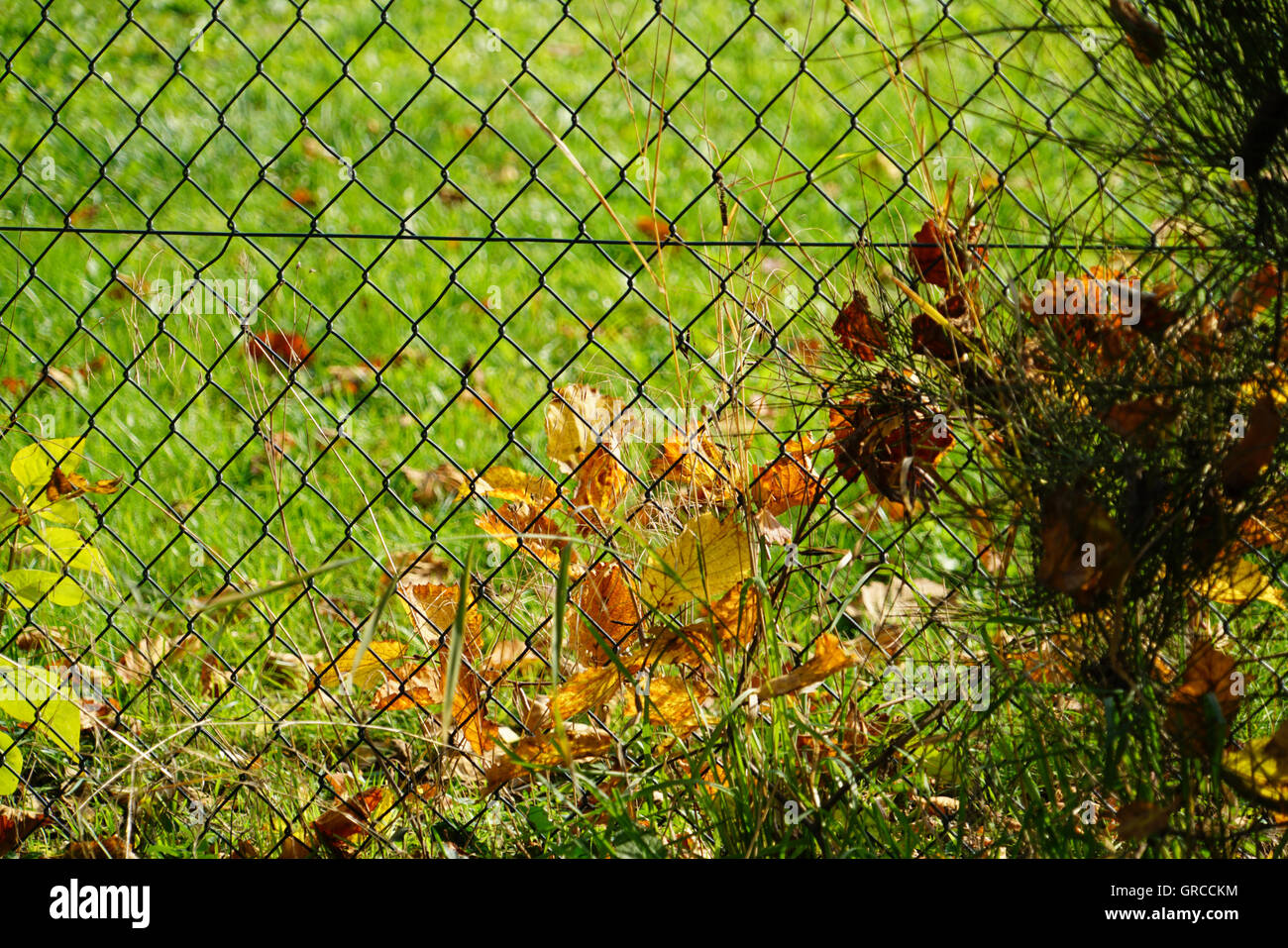 Autumn Leaves On Chain-Link Fence Stock Photo