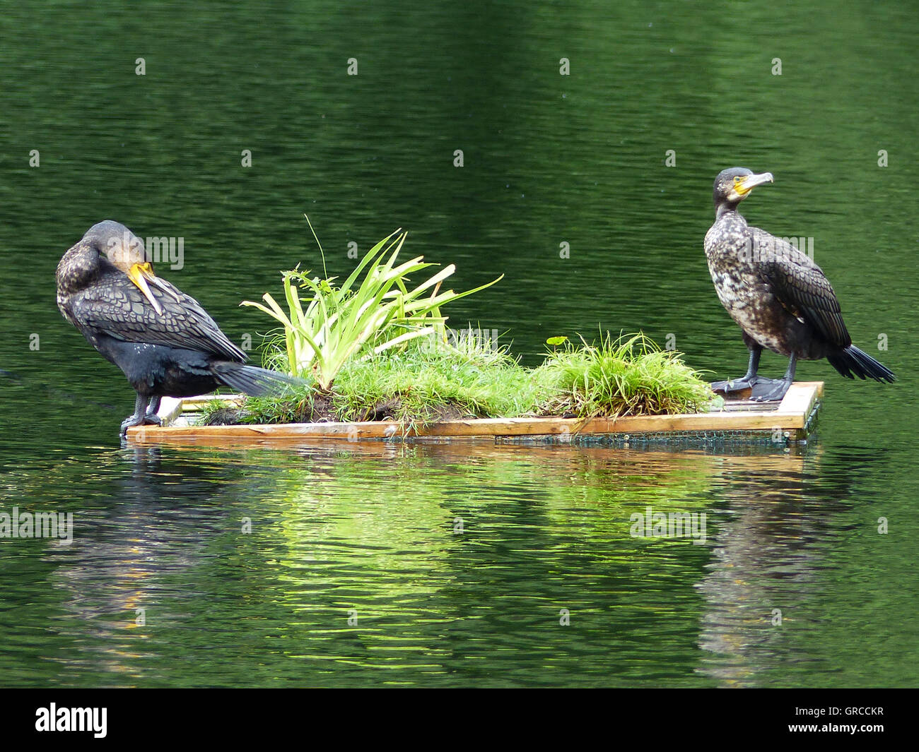 Cormorants Phalacrocorax Carbo On Man-Made Island In A Lake Stock Photo