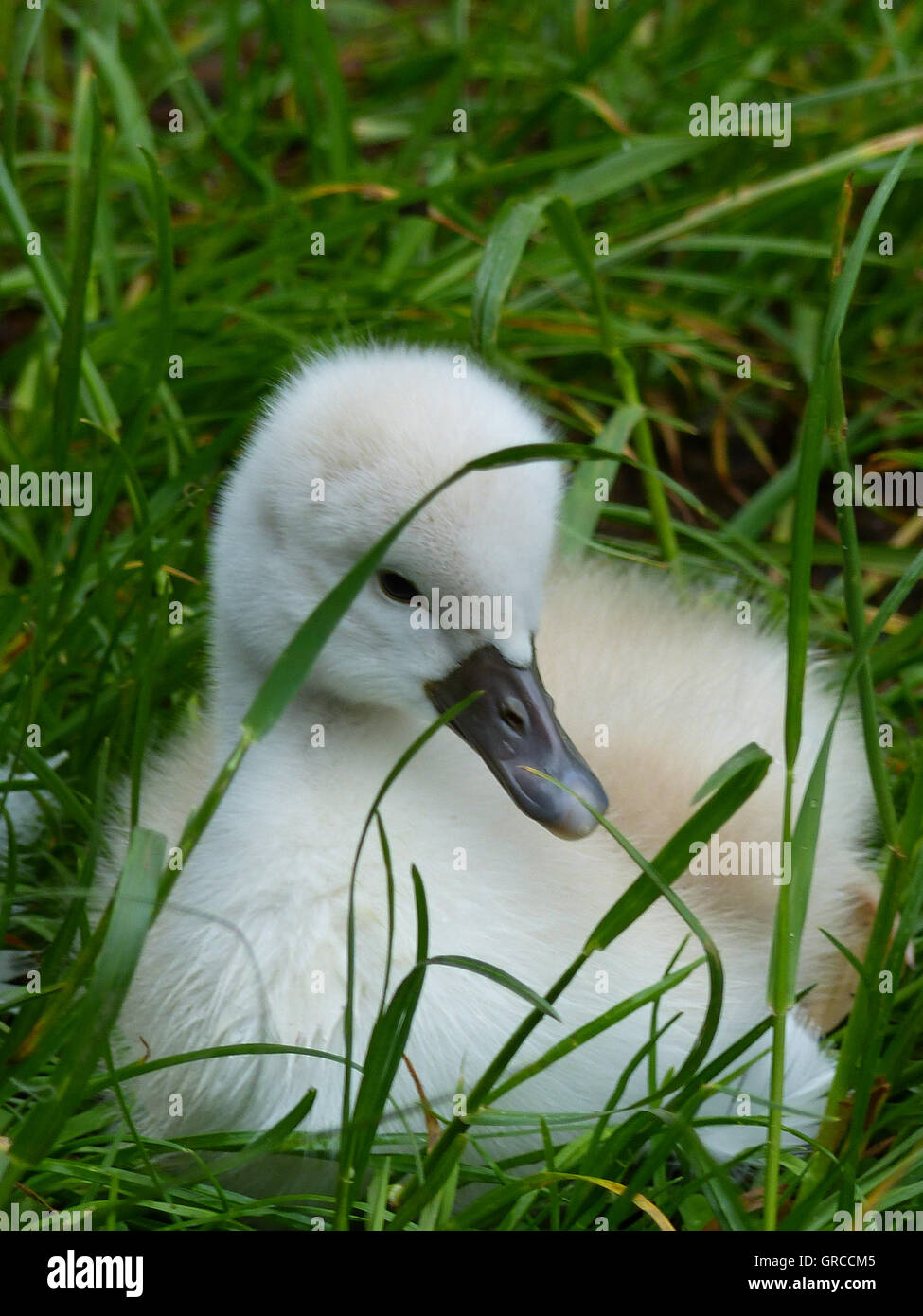 Swan Fledgling, About One Week Old Stock Photo