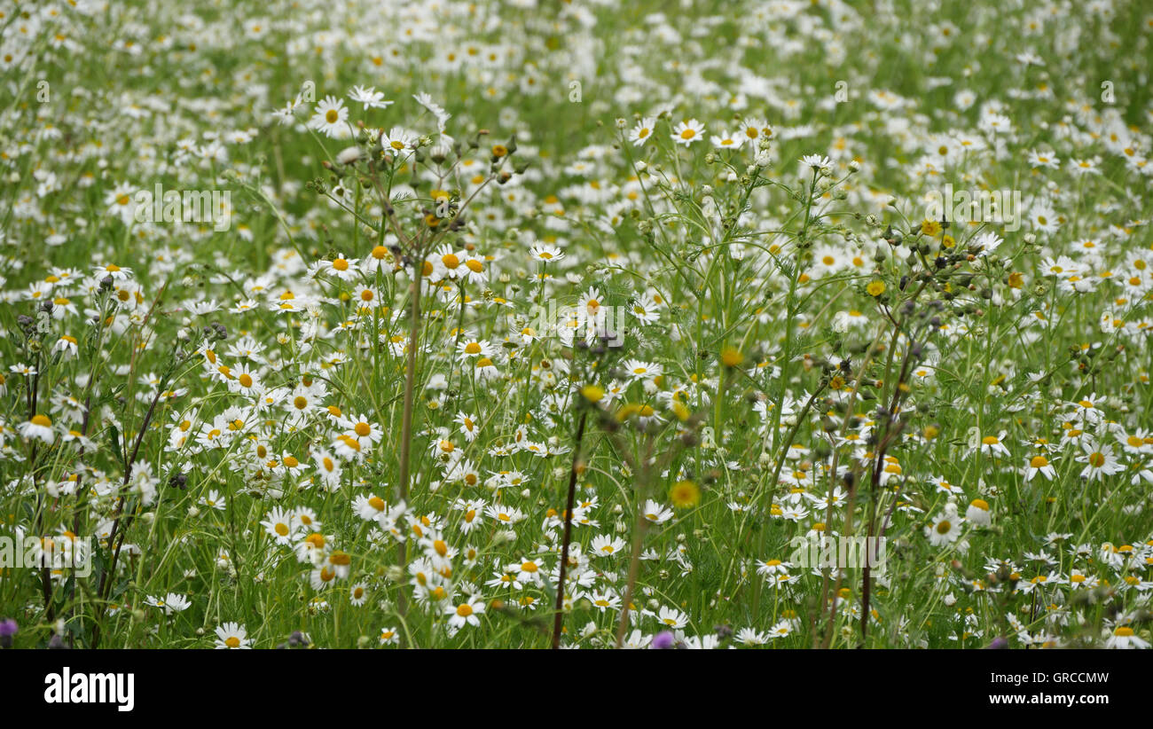 Meadow chamomile hi-res stock photography and images - Alamy