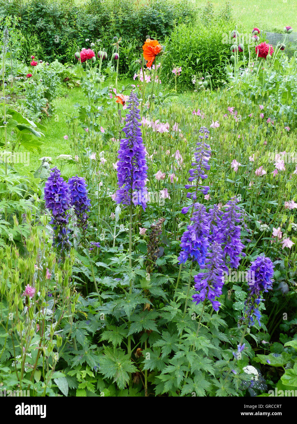 Aconite, Monkshood, Aconitum Napellus, Toxic Plant Stock Photo