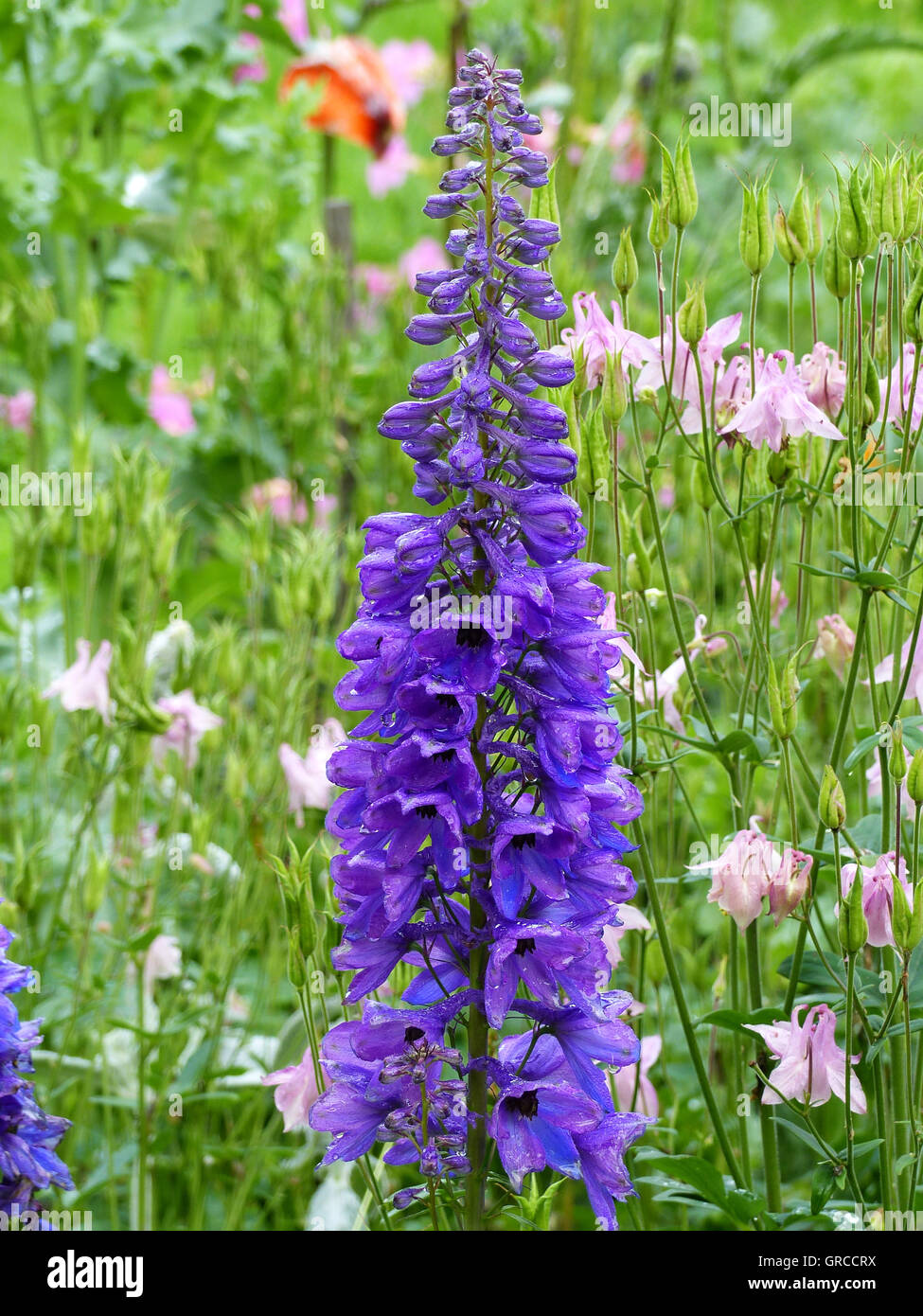 Aconite, Monkshood, Aconitum Napellus, Toxic Plant Stock Photo