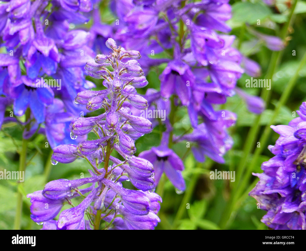 Aconite, Monkshood, Aconitum Napellus, Toxic Plant Stock Photo Alamy