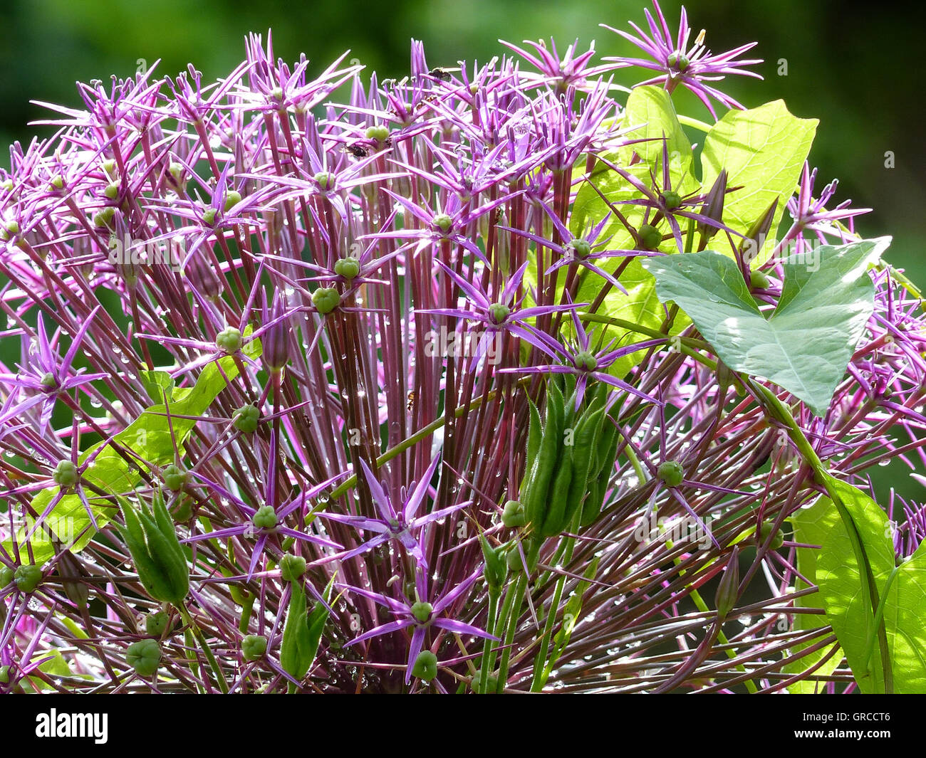 Purple Flower Beauty In Backlight, Stars Of Persia, Allium Cristophii Stock Photo