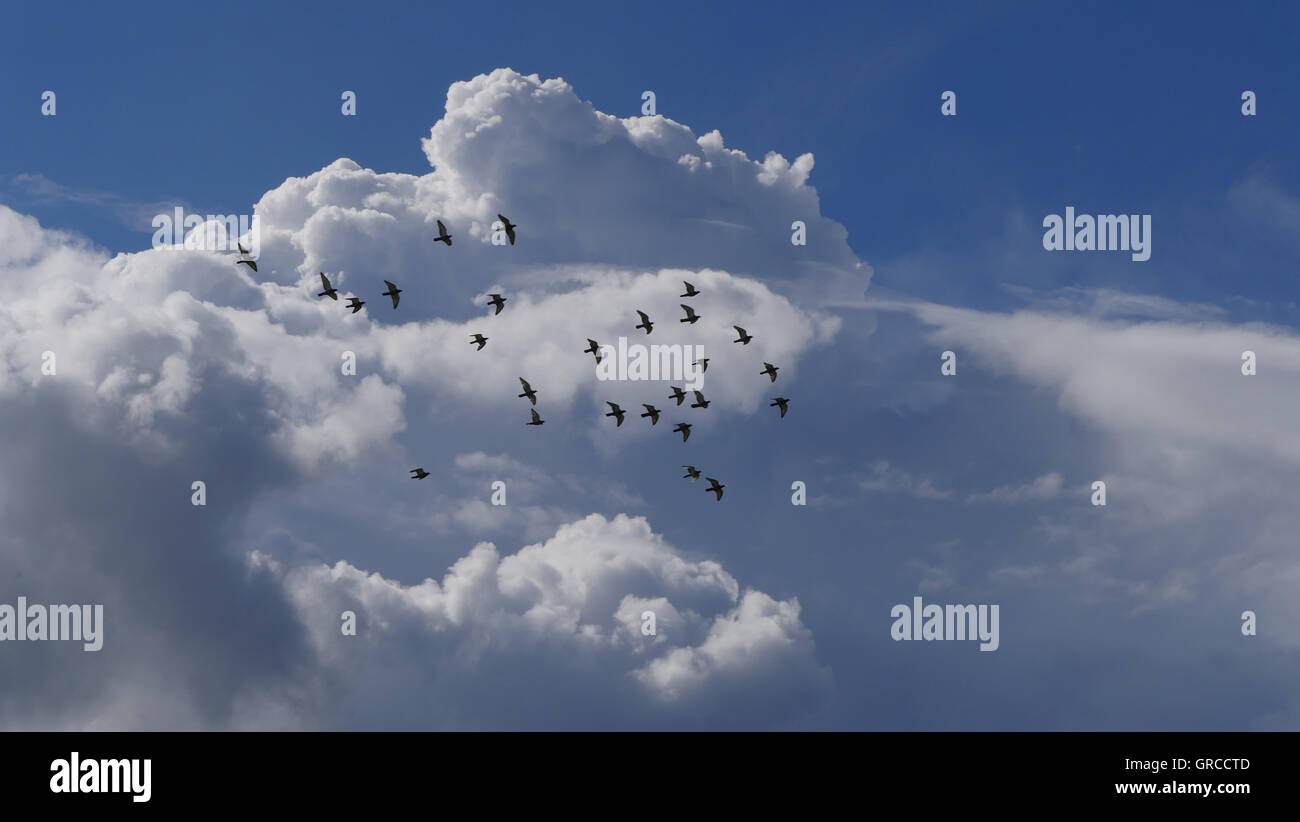 White Cumulus Clouds In The Blue Sky With A Flying Swarm Of Birds Stock ...
