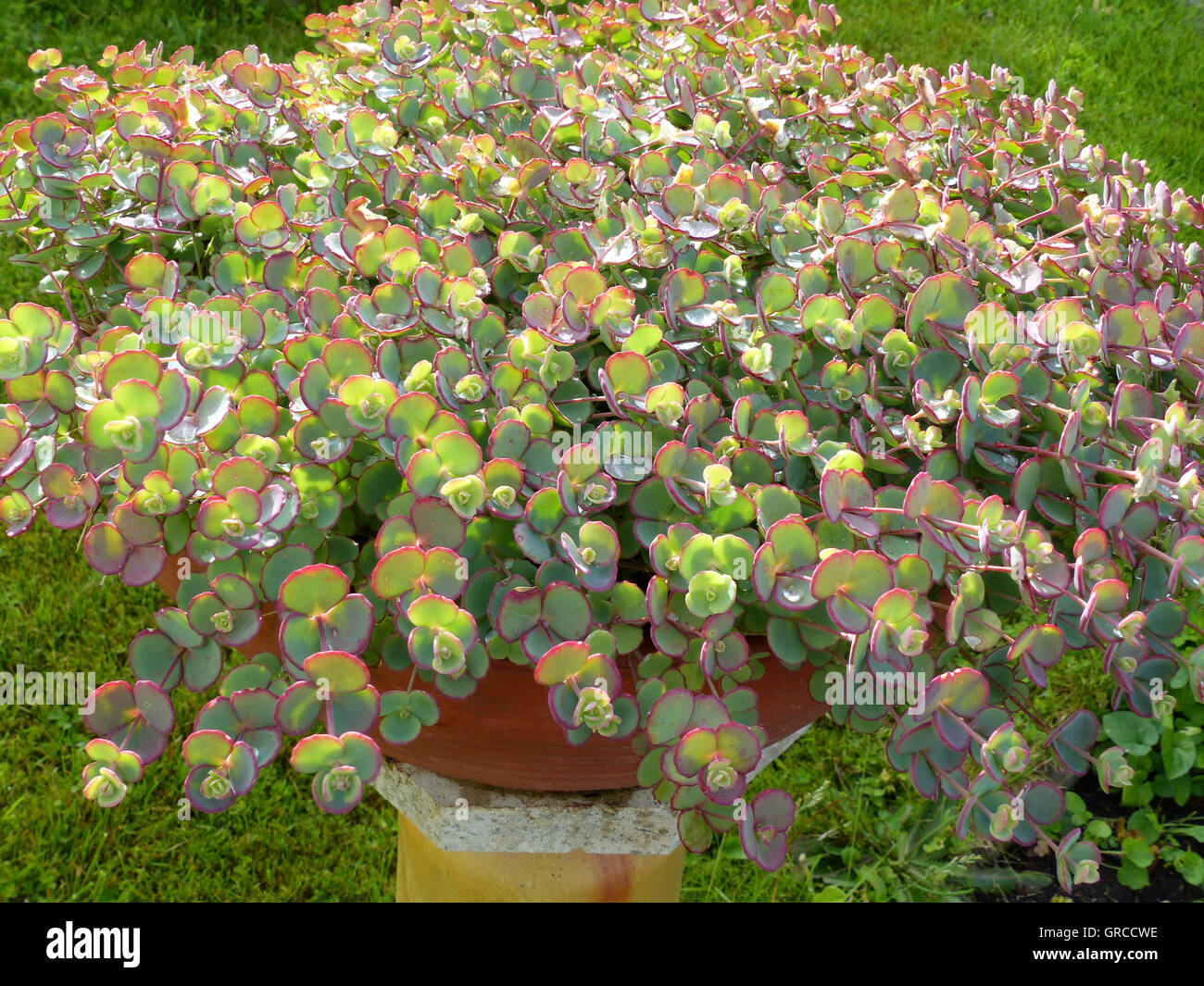 October Stonecrop, Sedum Sieboldii In Flowerpot For Decoration In The Garden Stock Photo