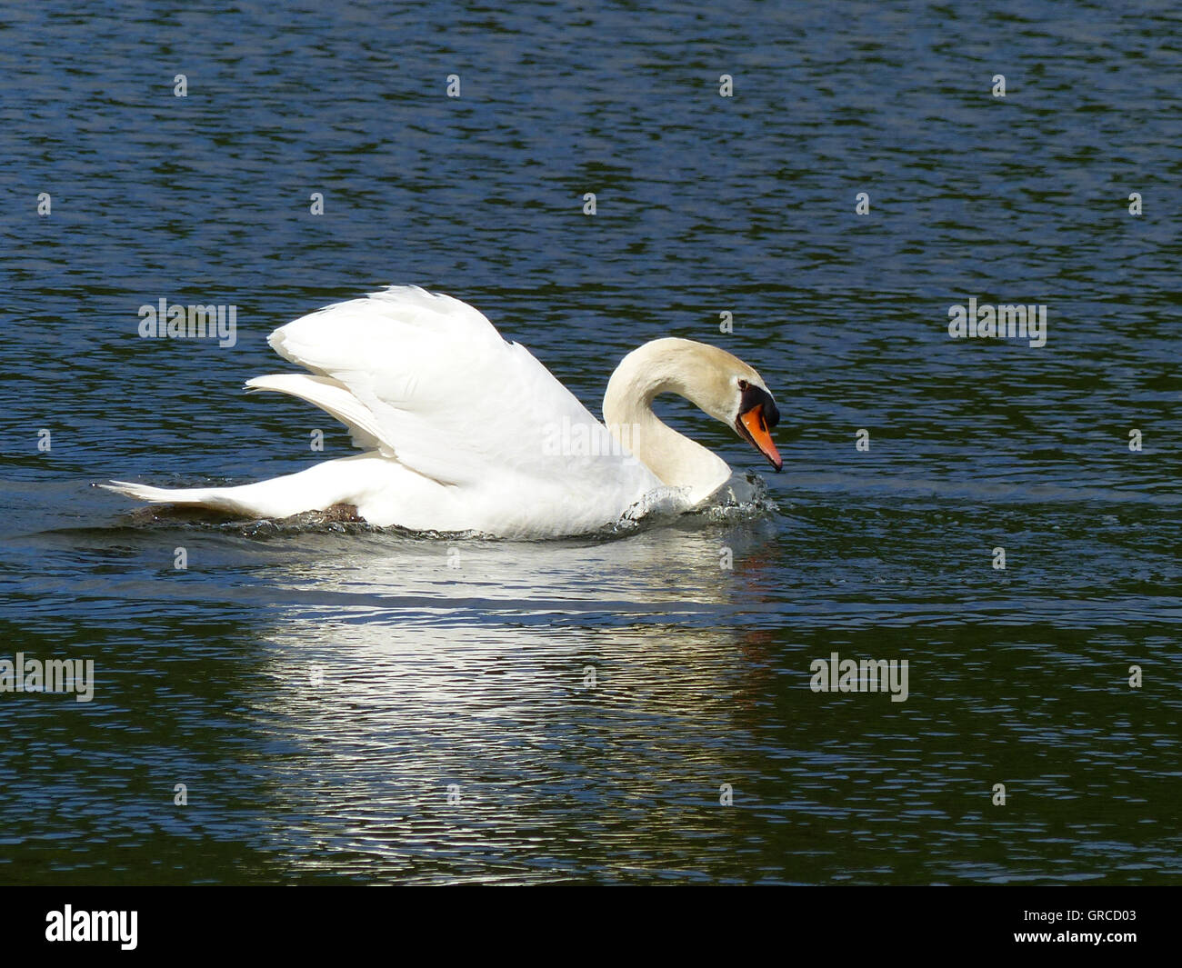 White Swan, Mute Swan Stock Photo
